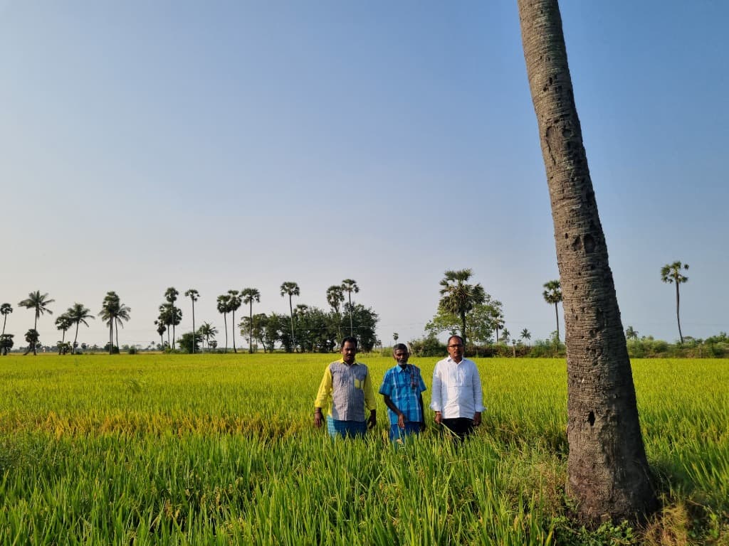 Rice fields landscape